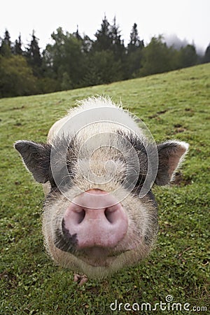 Snout of domesticated pig Stock Photo