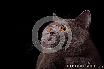 Snout of gray british cat Stock Photo