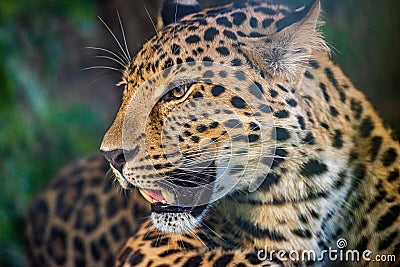 Snout of a Leopard Stock Photo