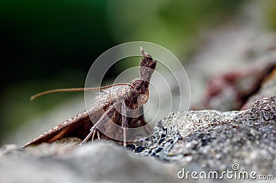 A Snout Macro Moth Portrait, Hypena probosdcidalis, resting on a lichenised stone Stock Photo