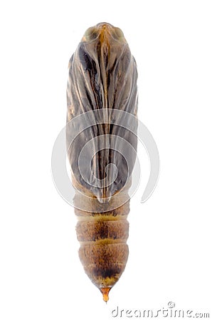 Snout moth cocoon Stock Photo