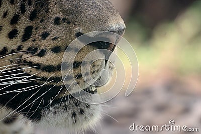 Snout, nose and whiskers of an Asian leopard Stock Photo