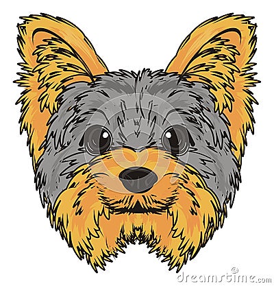 Snout of yorkie Stock Photo