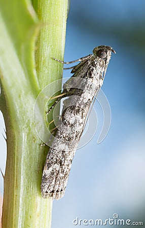 Snouth moth resting on thistle stem Stock Photo