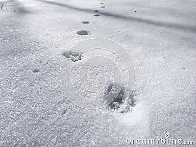 Snow background Cat paw prints white sunny winter Stock Photo