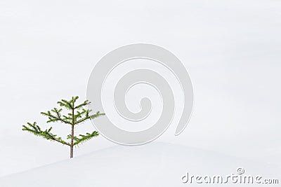 Snow background Stock Photo