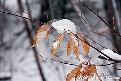 Snow on Beech Tree Leaves Stock Photo