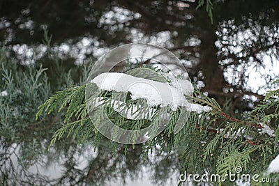 Snow on branch of Lawson cypress Stock Photo