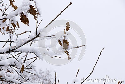 Snow on the branch of oak, snowy tree close-up and oak tree yellow leaves Stock Photo