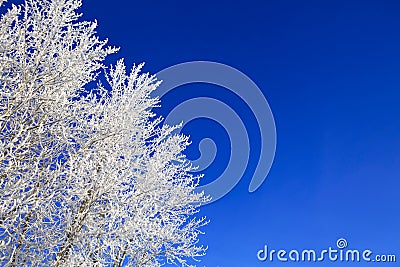 Snow branches on the tree at blue sky background. Stock Photo