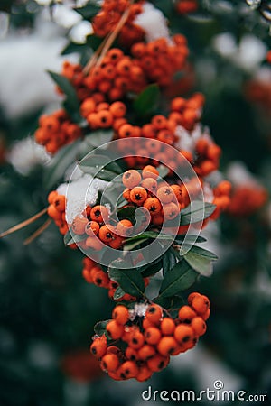 Snow bush orange berries with green foliage. Stock Photo