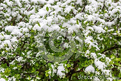 Snow on the bushes in 11 May 2017, Minsk, Belarus. Stock Photo