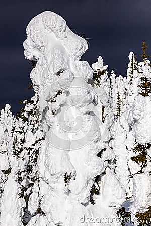 Snow caked onto trees in mountains Stock Photo