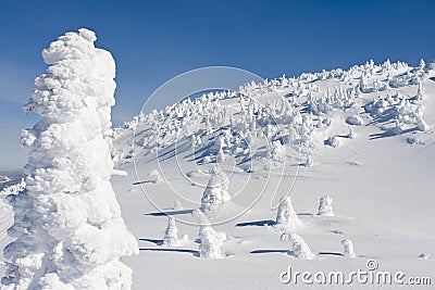 Snow Caked Trees Stock Photo