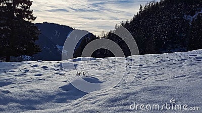 a snow caped grassland in the winter time Stock Photo