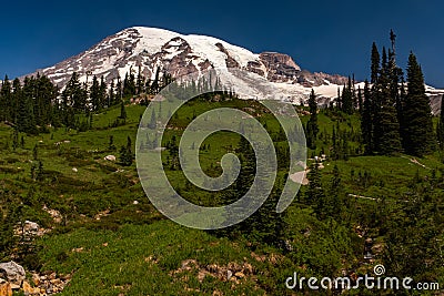 A snow capped mountain, Mount Rainier, at spring time with a lush green meadow sprinkled with wild lowers in the Stock Photo