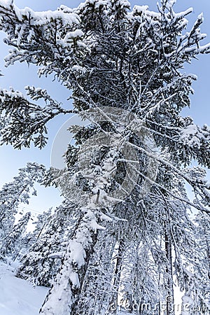 Snow capped tall pine in lapland forest on a frosty winter day, low angle shooting. Finland, Ruka Stock Photo