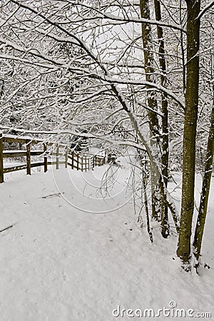 Snow corral and trees Stock Photo