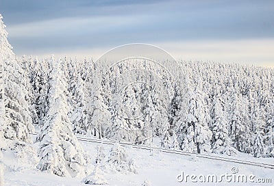 Snow coverd pine trees Stock Photo