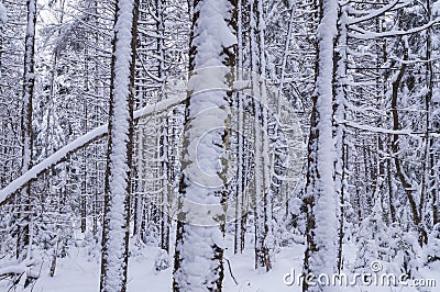 Snow covered Balsam Fir, Abies balsamea, Feris Lake Wild Forest Area, Adirondack Forest Preserve, New York, USA Stock Photo