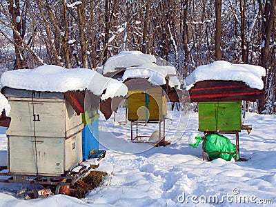 Snow covered bee hives in Romania Stock Photo