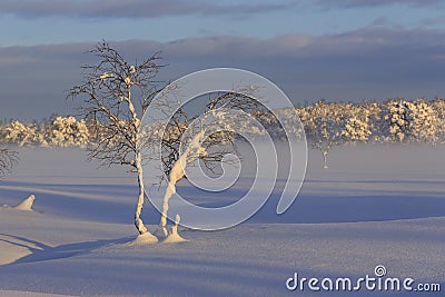 Snow-covered birches Stock Photo