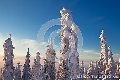 Snow Covered Black Spruce at Sunrise Stock Photo