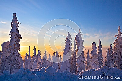 Snow Covered Black Spruce at Sunrise Stock Photo
