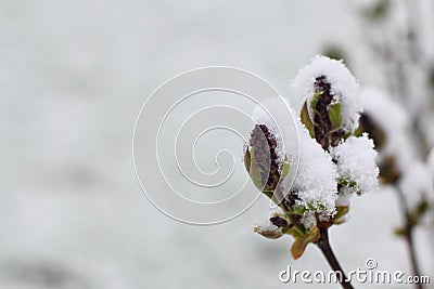 Snow covered blooming lilac Stock Photo