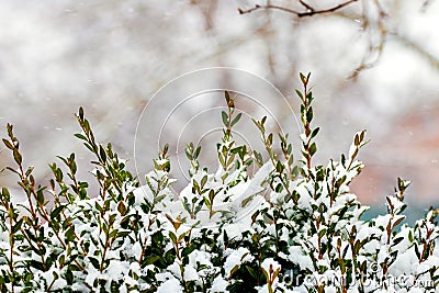 Snow-covered boxwood branches with green leaves on a blurred background Stock Photo