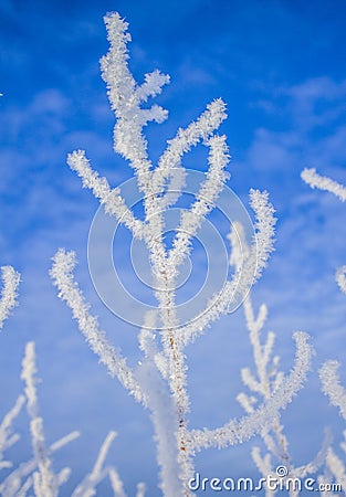 Snow covered branch against a blue sky Stock Photo