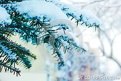 Snow-covered branch of the fir on a blurred background, a free s Stock Photo