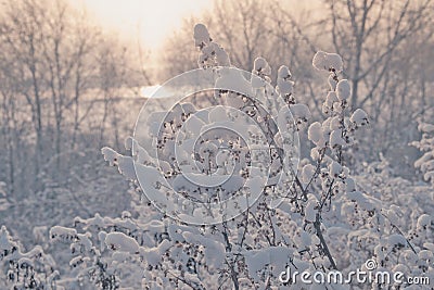 Snow-covered branches grass Stock Photo