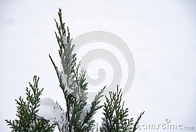 Snow-covered branches of thuja on a light background Stock Photo