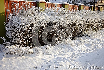 Snow-covered bushes along the fence. Wooden fence along a snow covered path. Stock Photo