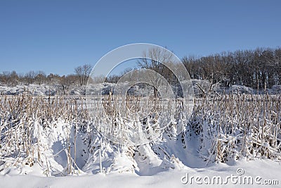 Snow covered cattails in winter Stock Photo