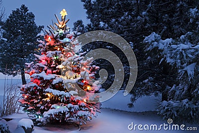 Snow Covered Christmas Tree Glows Brightly In The Stock Photo