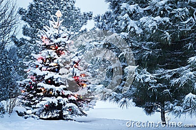 Snow Covered Christmas Tree stands out brightly in Stock Photo