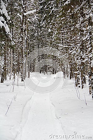 Snow covered deserted alley with trees, place for rest and walks Stock Photo