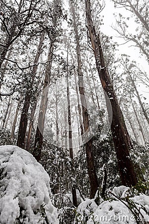 Snow covered eucalyptus trees and ferns in Australia Stock Photo