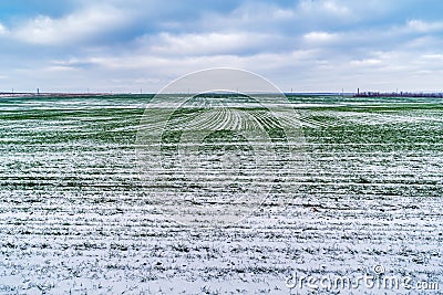 Snow-covered field with green shoots of winter cereals Stock Photo