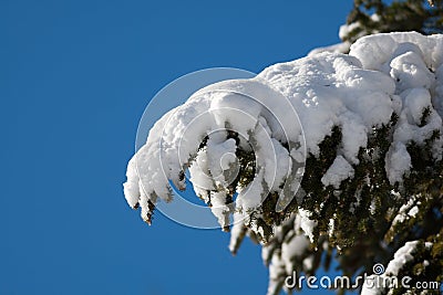 Snow covered fir tree bough against blue sky Stock Photo