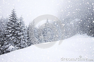 snow covered fir trees in heavy snowfall - Christmas background Stock Photo