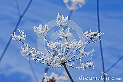 Snow-covered flower, iced weed Stock Photo