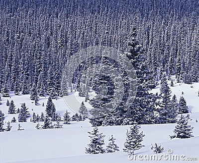 Snow covered forest Stock Photo