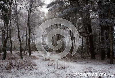 Snow covered forest Stock Photo