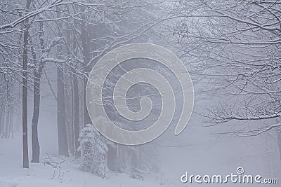 The snow-covered forest on a foggy winter day in the Silesian Beskids, Poland Stock Photo