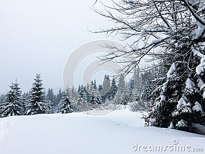 Snow-covered forest in the mountains Stock Photo
