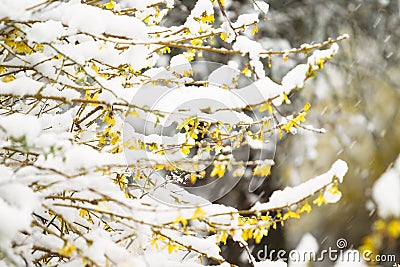 Snow Covered Forsythia Flower in April Stock Photo