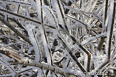 Snow-covered and frozen shrubbery 303404 Stock Photo